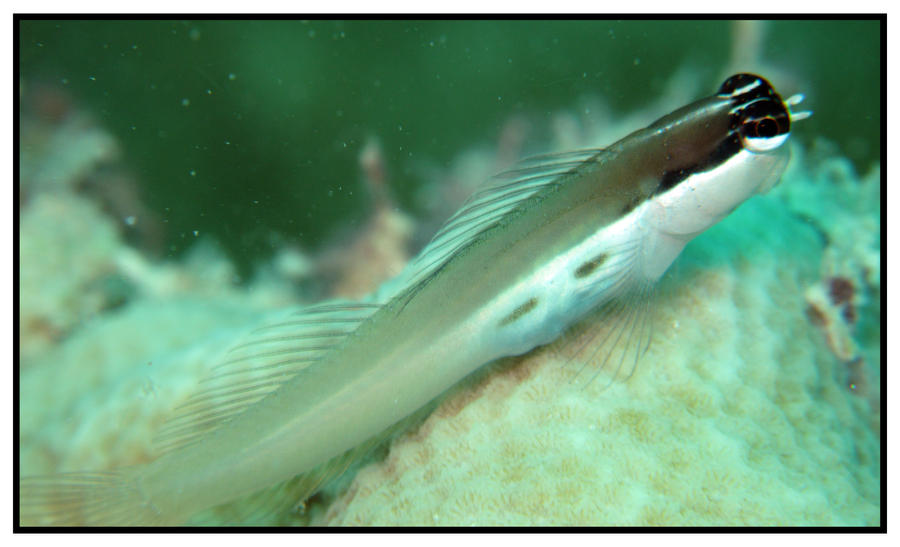 goby 2 by furryboy80 on DeviantArt