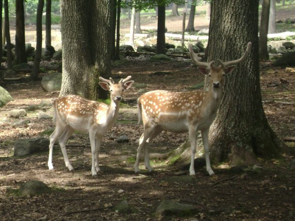 Watchers in the Woods