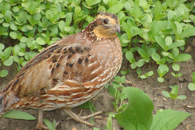 Bobwhite Quail