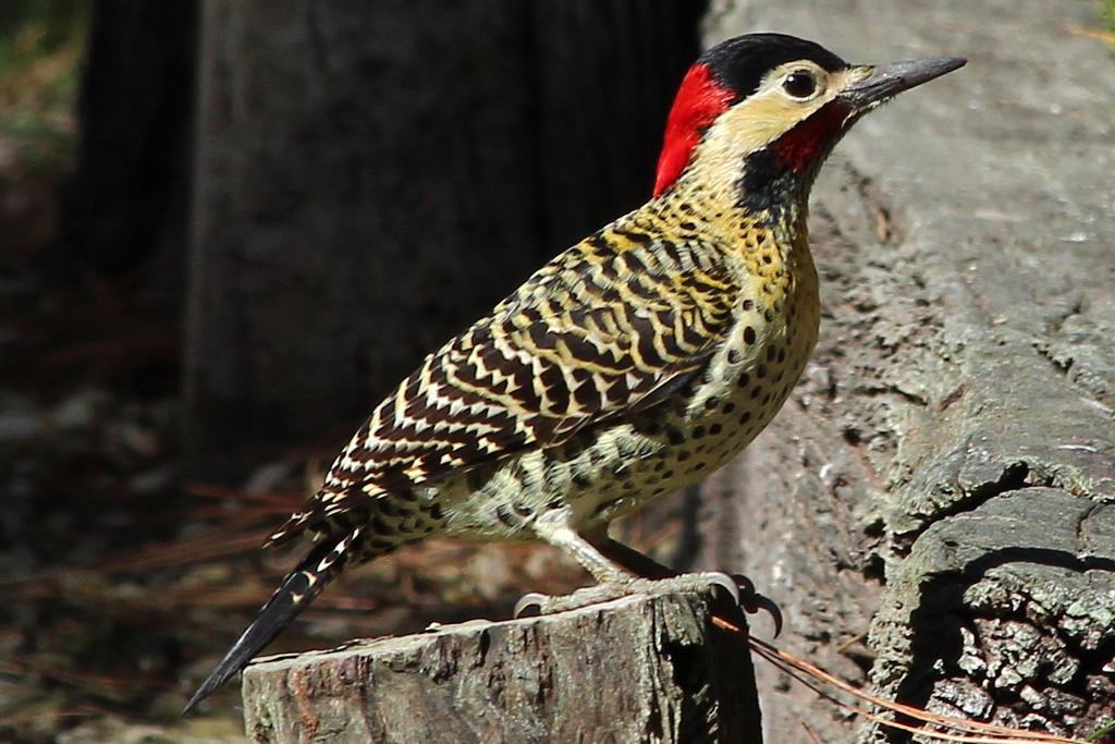 Carpintero Woodpecker