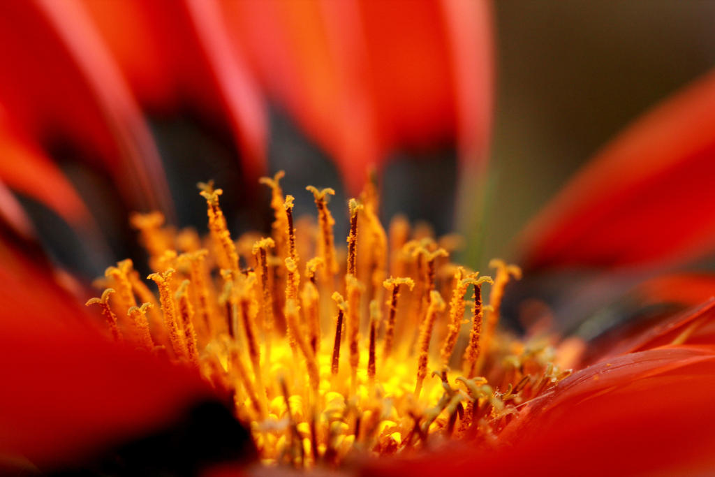 Pollen II - The meeting in the spring