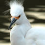 Egretta thula I