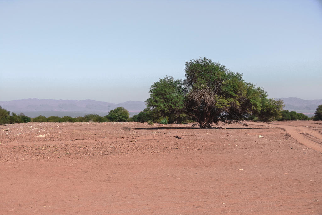 Algarrobo - Carob