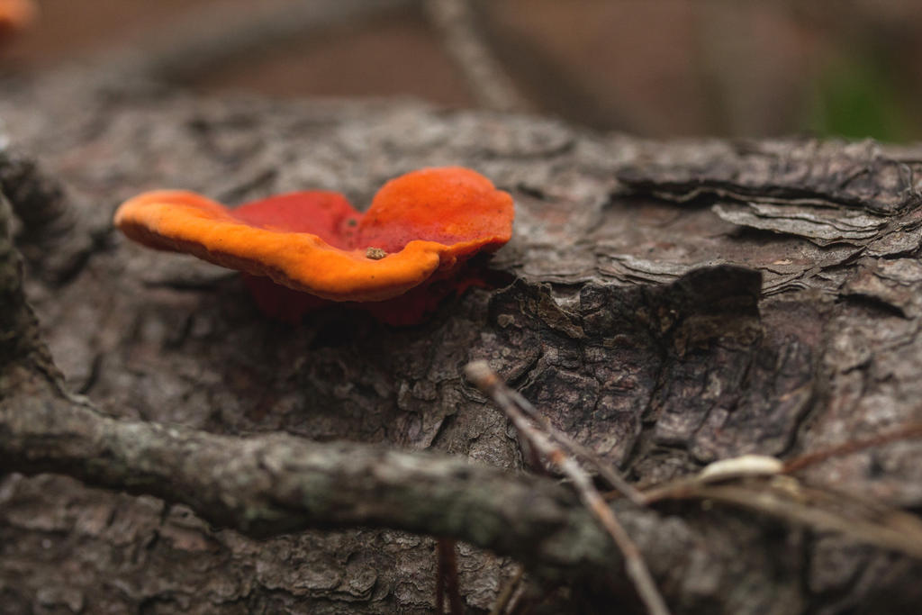 The forest floor - April fungi I