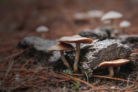 The forest floor - June fungi I