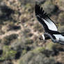 Andean Condor II