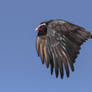 Turkey vulture II