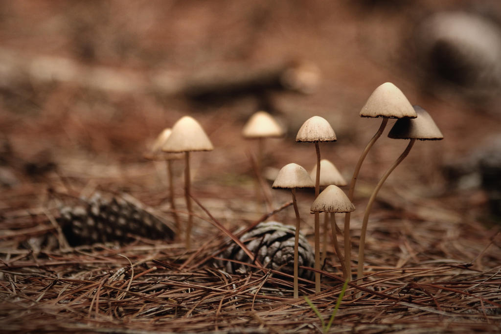 A meeting on the forest floor I