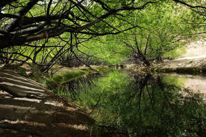 Green in the steppe I