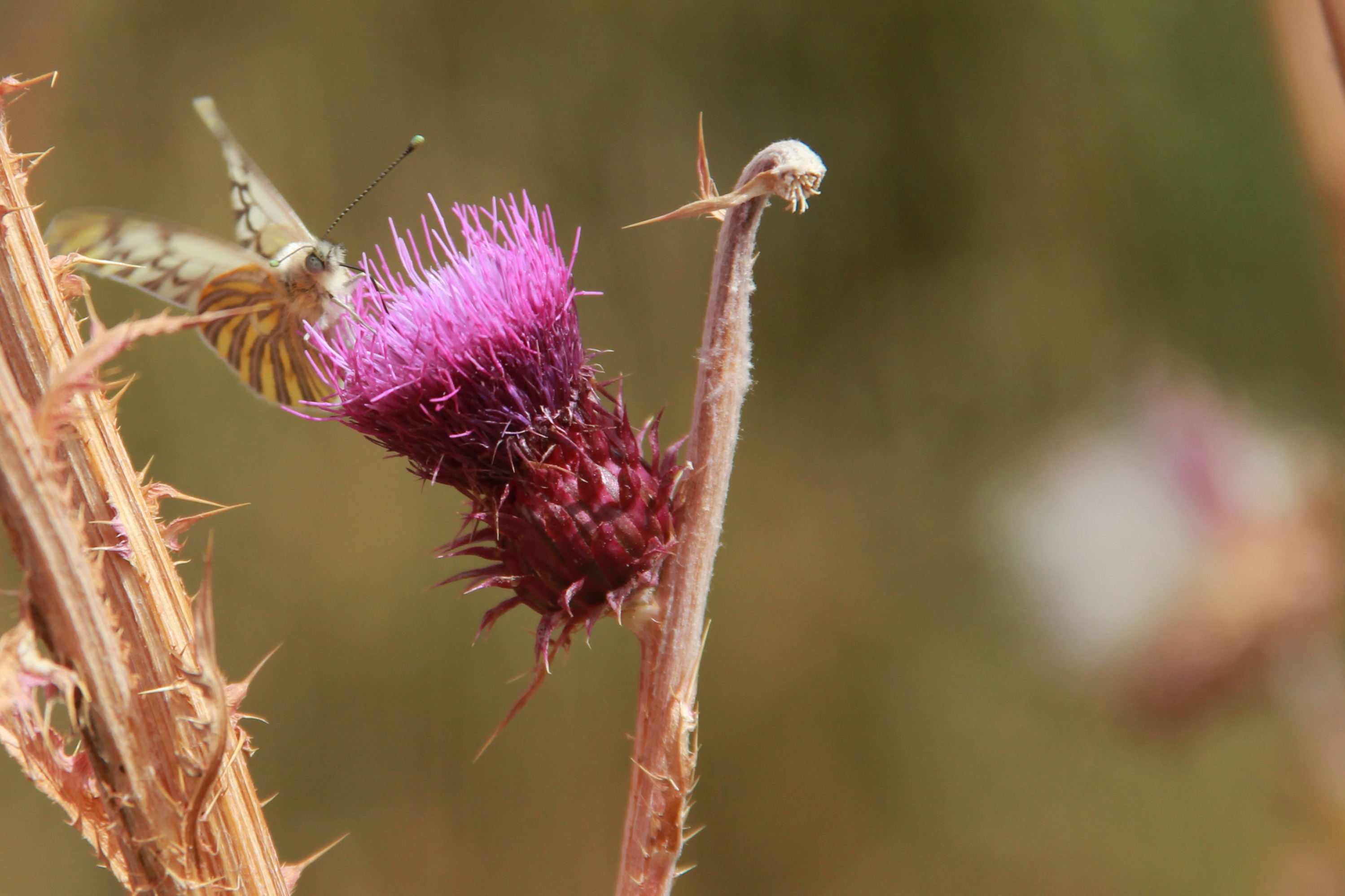 Hidden butterfly