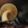 The forest floor from below