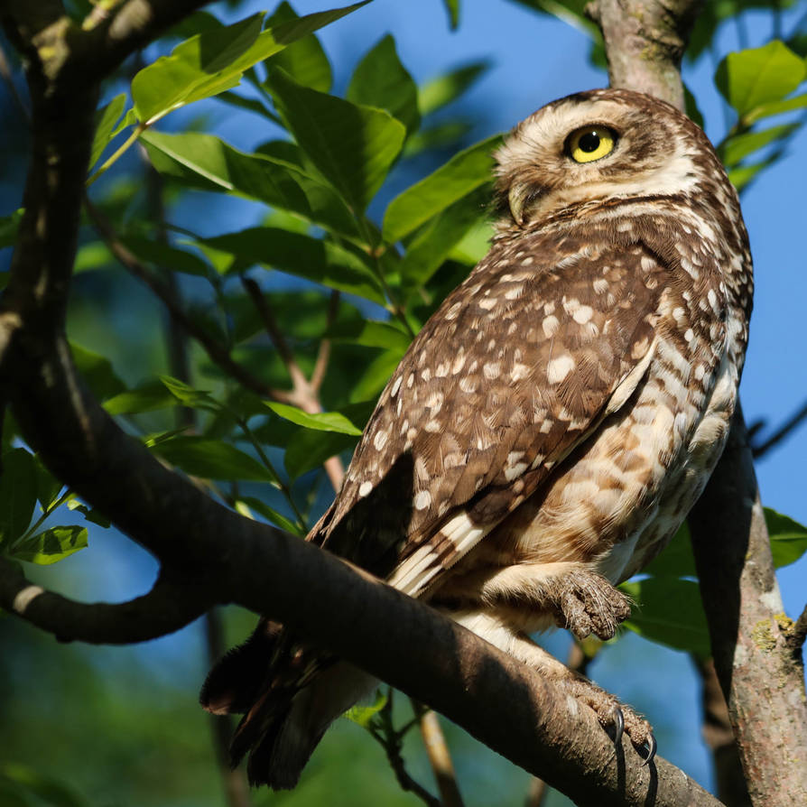 Golden eyes by AlejandroCastillo