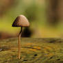 Autumn mushroom II