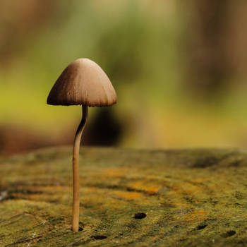 Autumn mushroom II by AlejandroCastillo