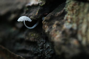 January fungi II