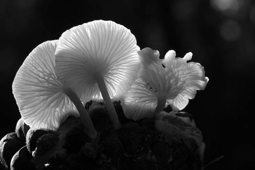 April fungi I BW