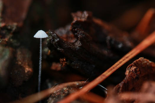 January fungi IV