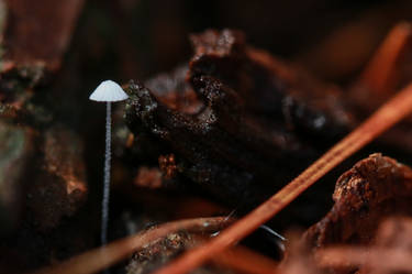 January fungi IV