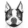 Boston Terrier