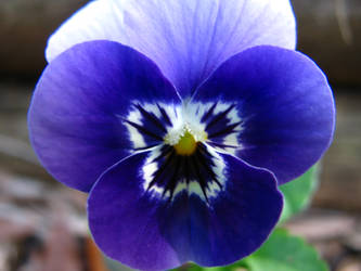 Pansy Up Close And Personal