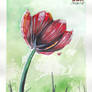 Watercolour - Tulip