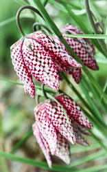 Fritillaria meleagris