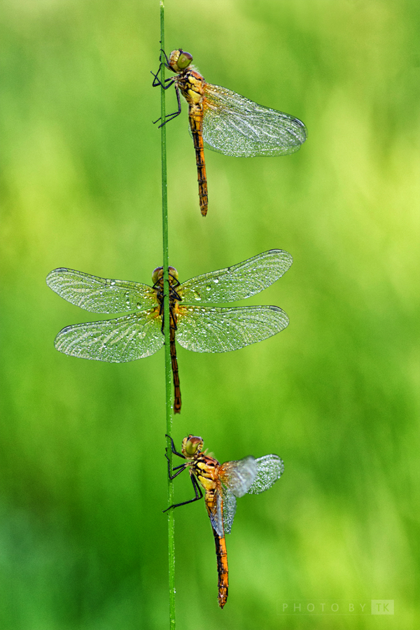 Trio