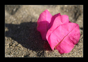 Sand flower