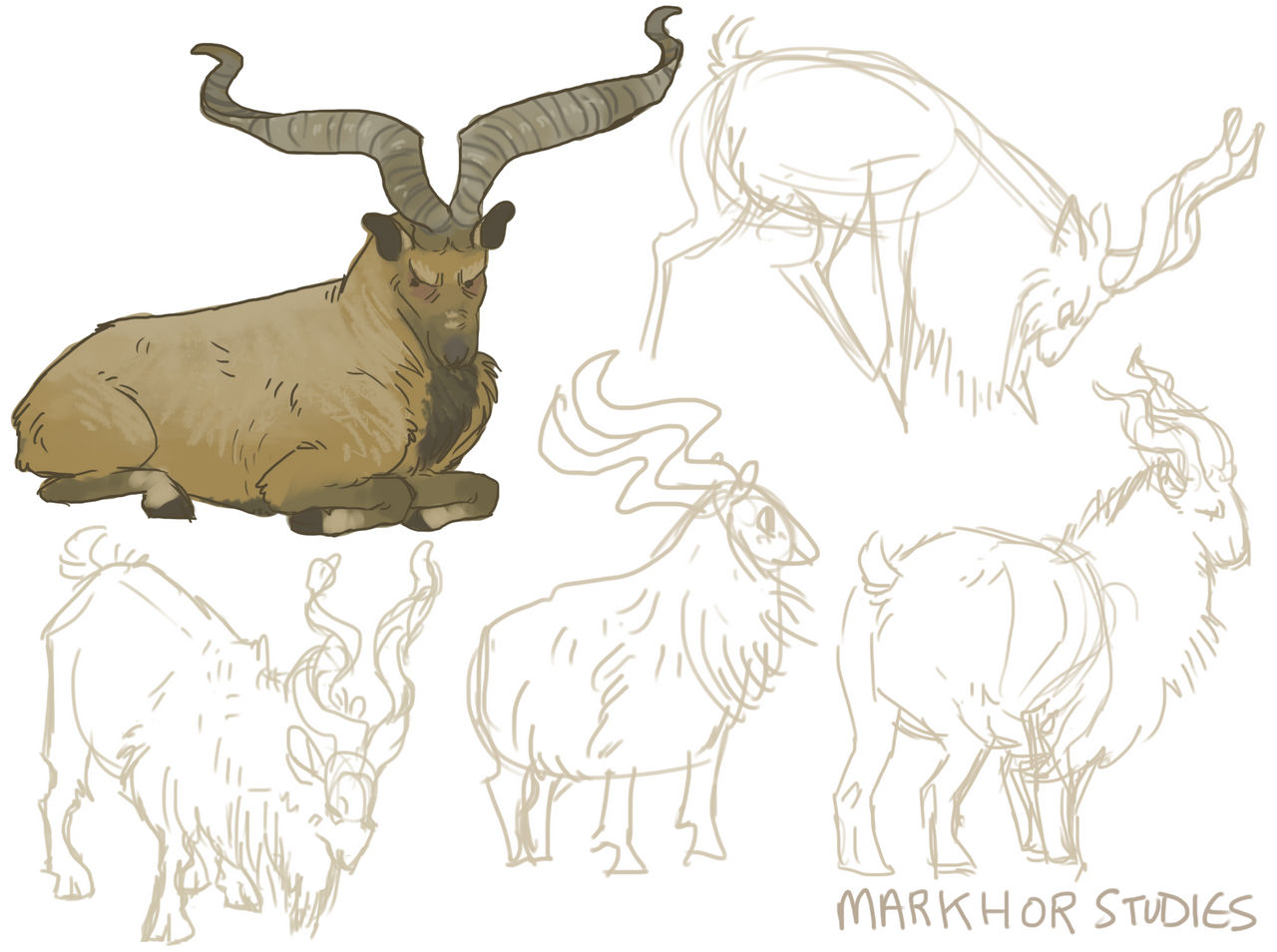 Markhor Studies