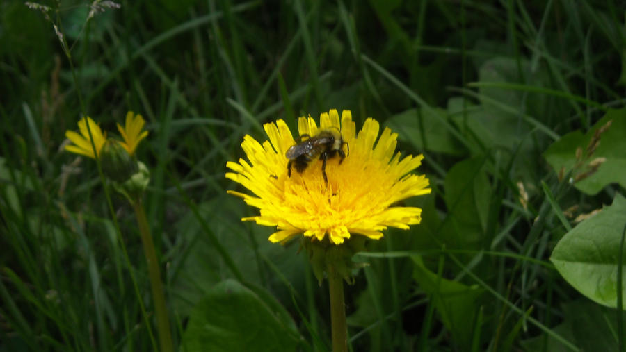 BEES BEES BEES BEES