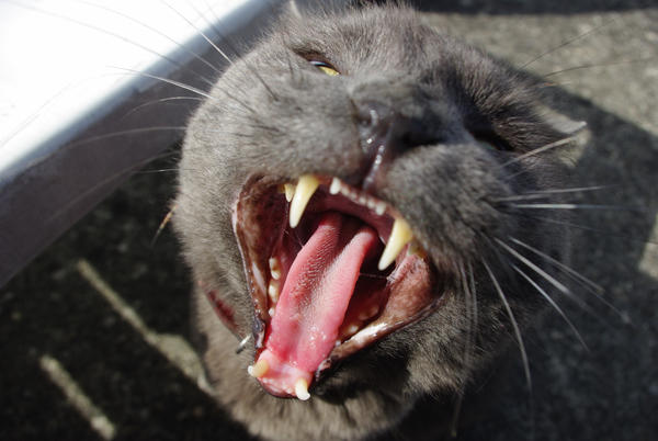 Barry Le Chat Qui Baille By Margoo De Noumea On Deviantart Barry Le Chat Qui Baille By Margoo De Noumea On Deviantart