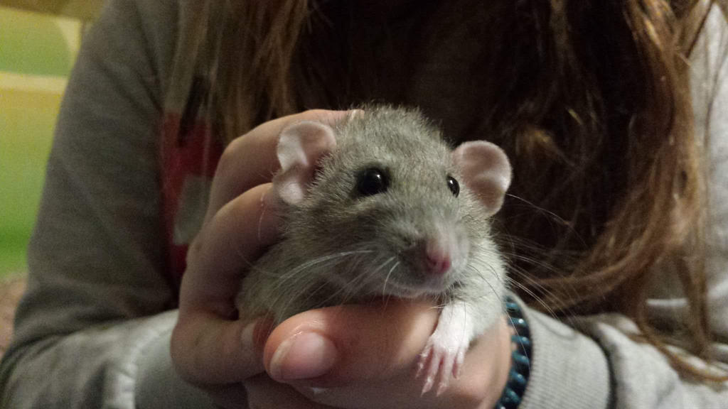 My Rat :D