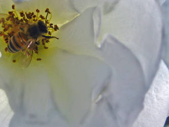 Pollination