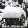 Bird in the Snow