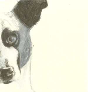 Drawing of 'Laika'