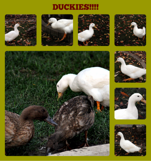 My Ducks