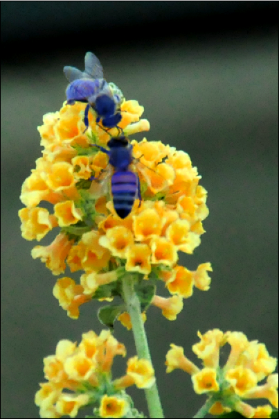 Psychedelic Photoshopped Series - Purple Bees