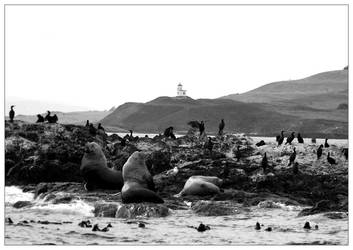 sea lions of san juan