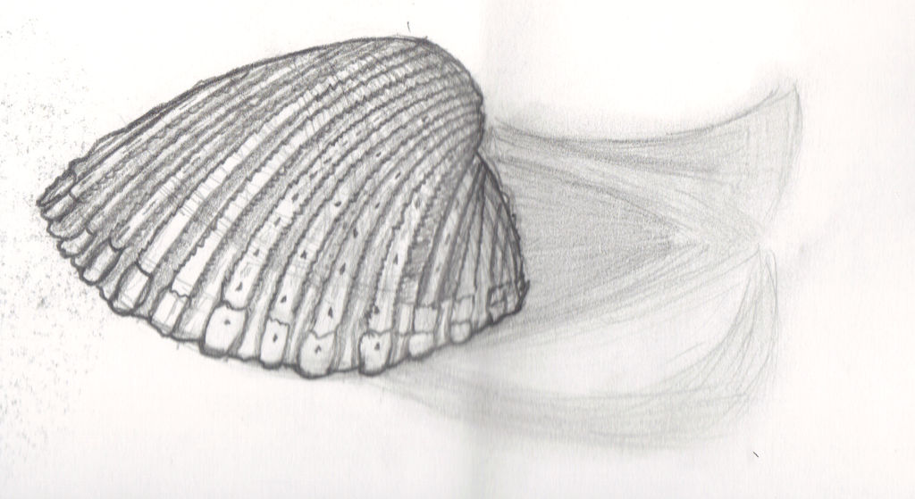 Shell Traceart A shell by Areku0 on DeviantArt