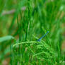 Dragonfly On Plant