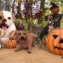 Doggy Halloween Photoshoot