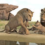Lion Family II