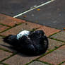 Pigeon 1