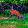 Deer 2