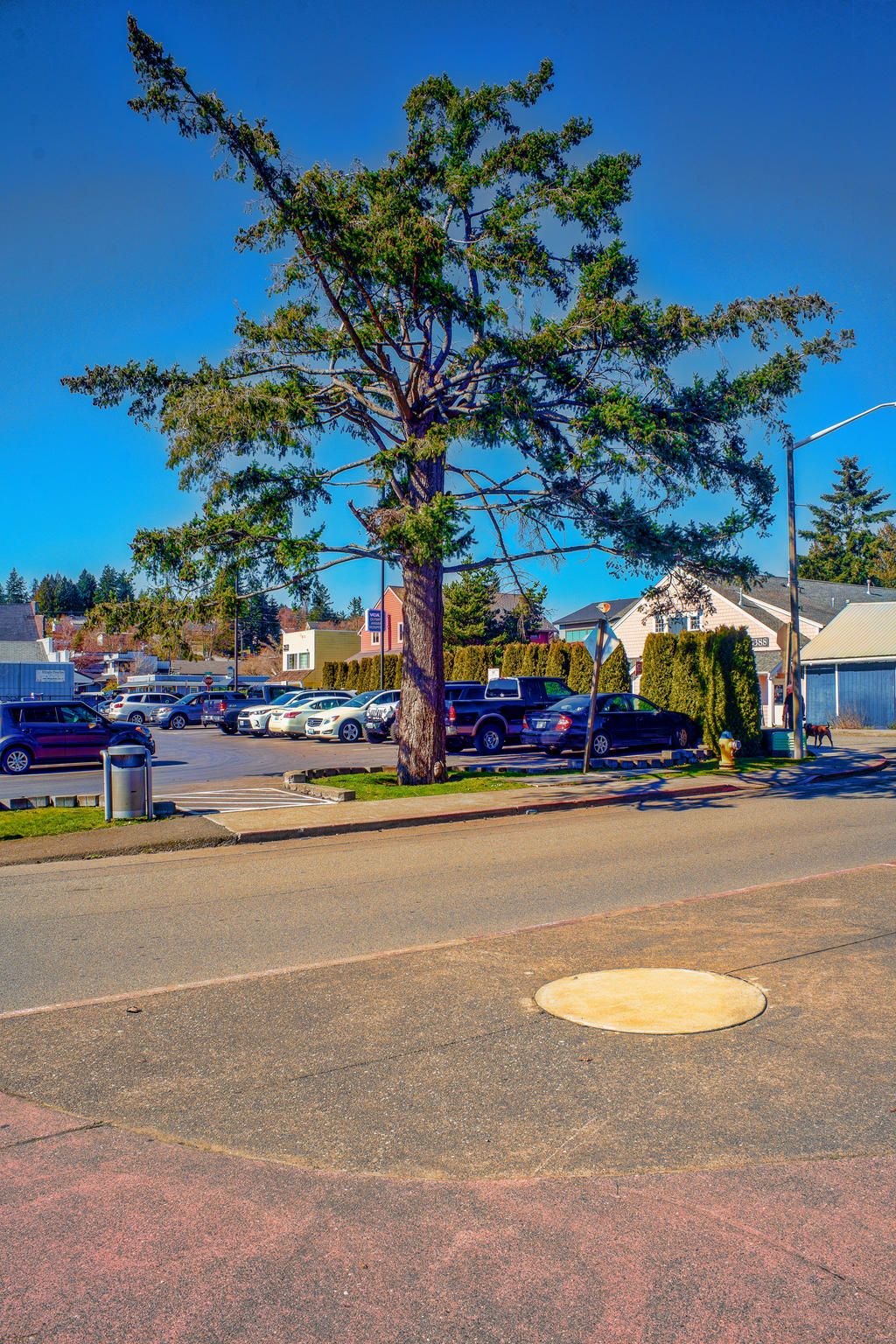 FunkyTree by Mackingster on DeviantArt