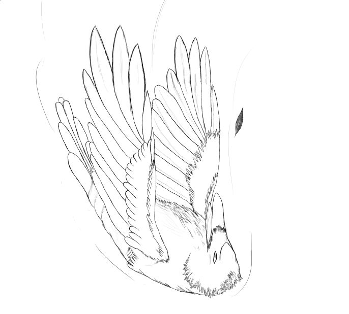 Bird Falling Deviantart A fallen bird by Drunevil on DeviantArt