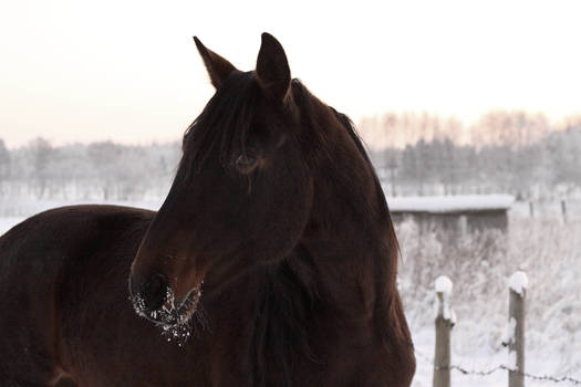 Snowy horse