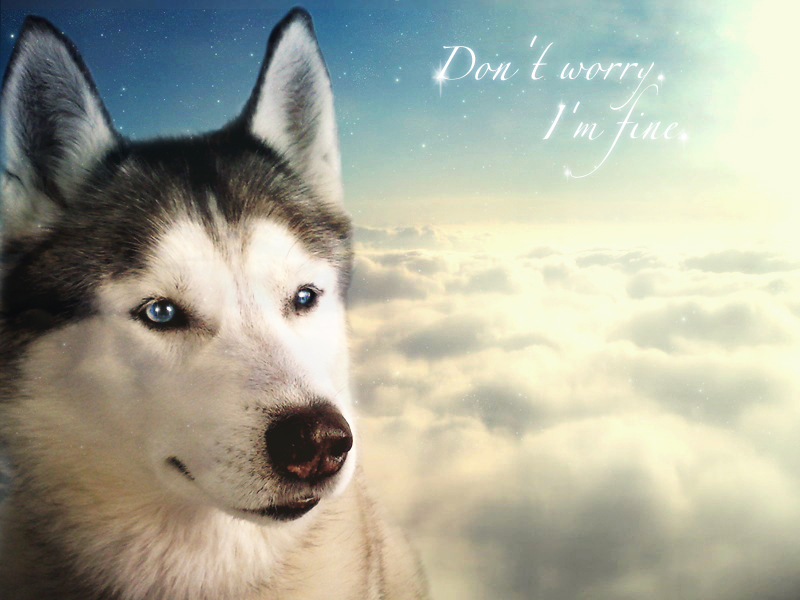 All dogs go to heaven