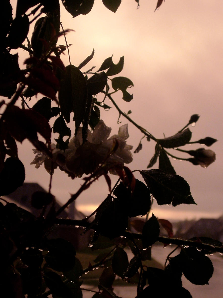 Leaves After Rain