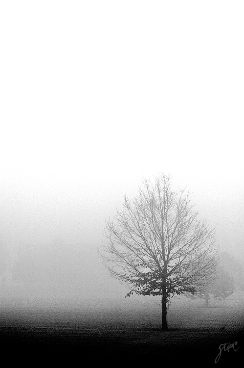 The fog - II